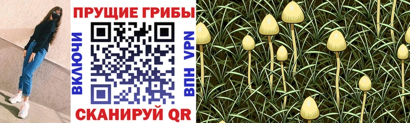 Галлюциногенные грибы Magic Shrooms  Евпатория 